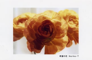 「希望の花・The flowers of hope」