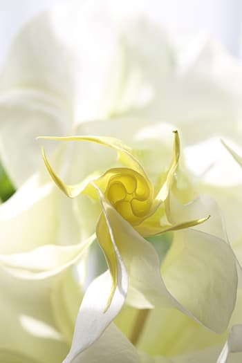 Glow of Light －Birth