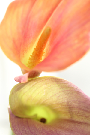 第14回アール・パレ展 Life－beauty
